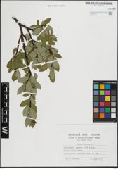 Foto von Salix hastata L.